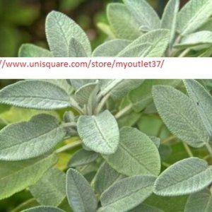 Sage Seeds - NON-GMO - Herb Seeds - BOGO